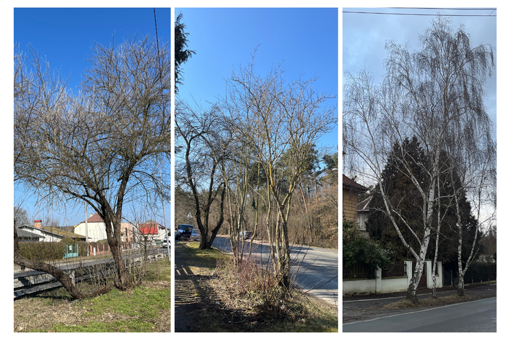 kácení stromu Jednička_0326_ÚMO1