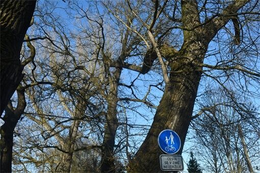 kilometrovka stromy_0326_MMP (5)