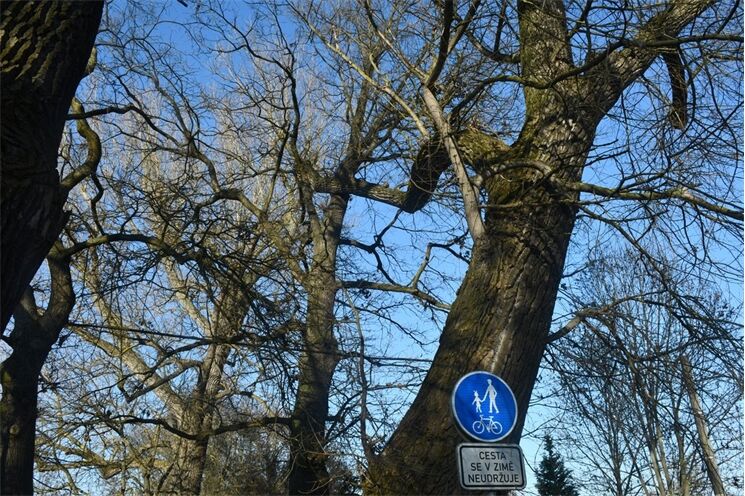 kilometrovka stromy_0326_MMP (5)