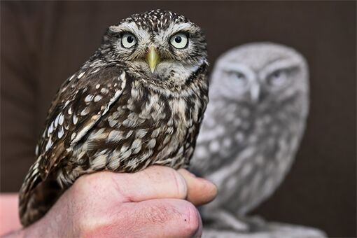 voliéra sýček Nýřany_0326_PK (1)