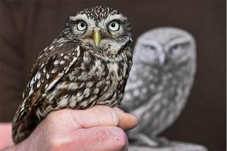 voliéra sýček Nýřany_0326_PK (1)