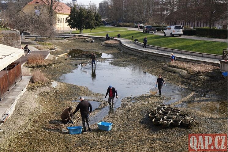 Výlov ryb z Mlýnské strouhy_0326_QAP (4)