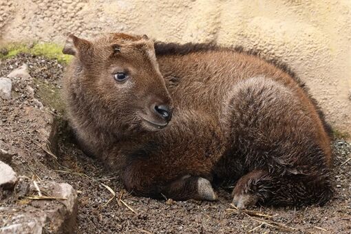 křtiny takin čínský_0326_K. Misíková (3) křtiny takin čínský_0326_K. Misíková (3)