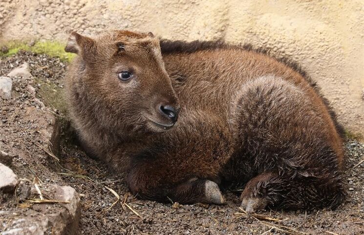 křtiny takin čínský_0326_K. Misíková (3)