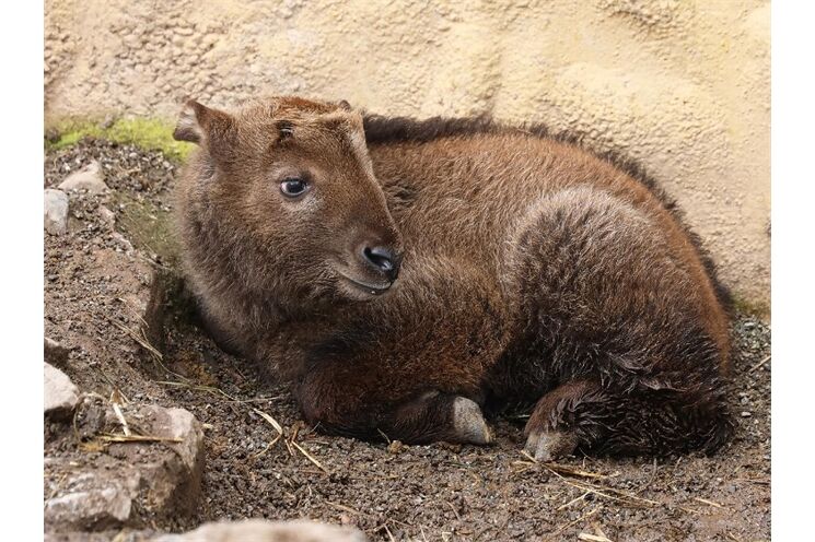 křtiny takin čínský_0326_K. Misíková (3)