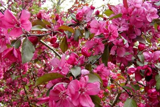 květoucí jabloň, QAP