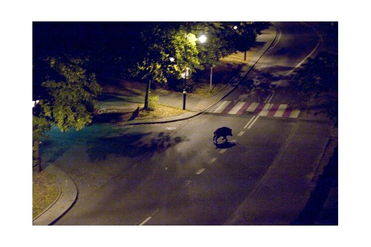 divočák_0426_město Stříbro