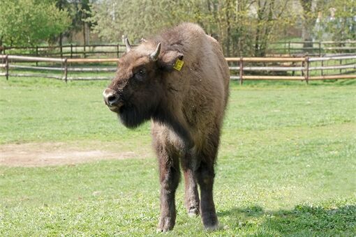 zubr-evropský-Bison-bonasus-spojování s novou samicí-17-4-2026-km (43)-mini