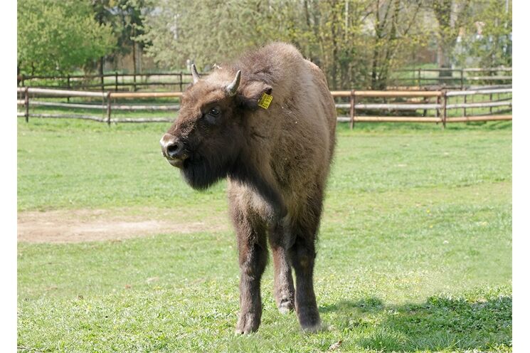 zubr-evropský-Bison-bonasus-spojování s novou samicí-17-4-2026-km (43)-mini