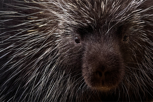 urzoun_0426_zoo Plzeň