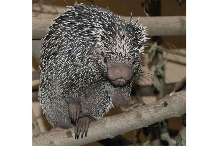 Kuandu obecny (Coendou prehensilis), foto ZOO Plzeň Kuandu obecny (Coendou prehensilis), foto ZOO Plzeň