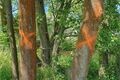 Ochrana stromů před aktivitou bobra_0626_MMP (4)
