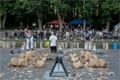 Wood Chopfest Chudenice 2026 (18)