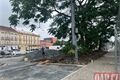 rekonstrukce sady pětatřicátníků_0726_QAP (8)