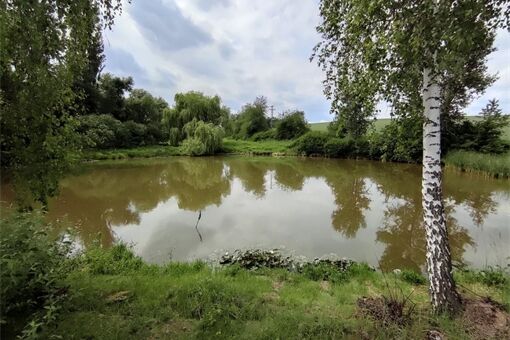 panský rybník Domažřlice panský rybník Domažřlice