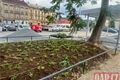 rekonstrukce sady Pětatřicátníků stromy_0726_QAP (10)