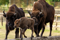zubr evropský-bison-bonasus-4-8-2026-km