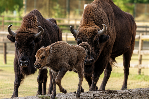 zubr evropský-bison-bonasus-4-8-2026-km