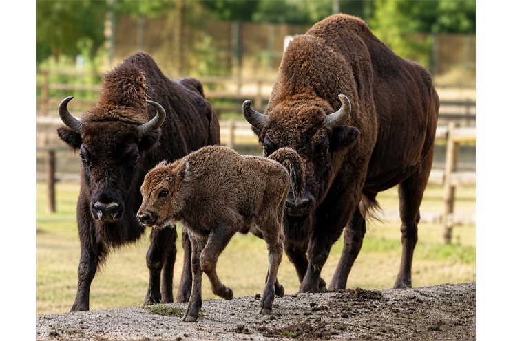 zubr evropský-bison-bonasus-4-8-2026-km