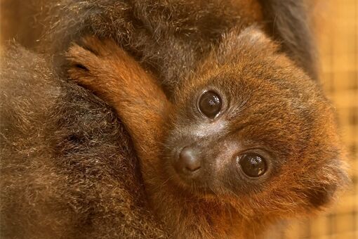 Baby boom v plzeňské zoo_0826_K (2)