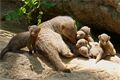 Baby boom v plzeňské zoo_0826_K (1)