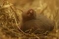 Baby boom v plzeňské zoo_0826_K (5)