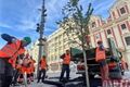 náměstí stromy rekonstrukce_0826_QAP (1)