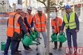 náměstí stromy rekonstrukce_0826_QAP (27)
