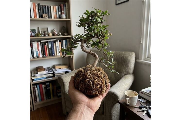 kokedamy_e-bonsai.cz