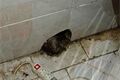 inspekce Hostinec Pod kopcem_0926_SZPI (5)