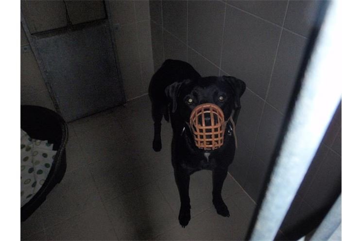 pitbul pitbul