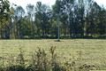 Hubertova jízda Šťáhlavy (39)