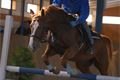 Jaroslav Rédl s Decy z Bernartic v soutěži č. 2