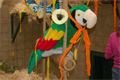 Zoo1