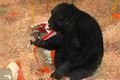 zoo2