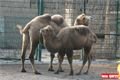 ZOO Plzeň (12)