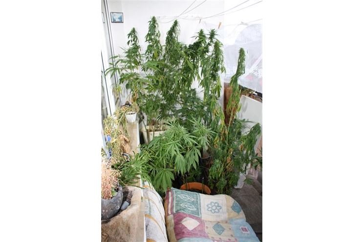 Marihuana Marihuana