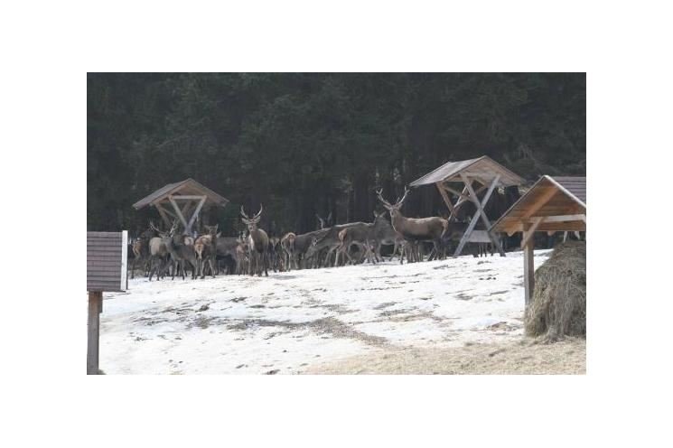 Pozorování jelenů2, foto www.npsumava.cz