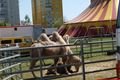 Cirkus Berousek (4)