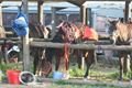 rodeo halter duben 2012 (54)