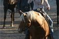 rodeo halter duben 2012 (58)