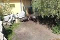 hrošíci vZOO (2)