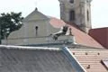 Kroužkování čb 2012 (4)