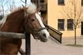 Plzeňská ZOO statek Lüftnerka 