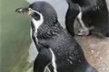 Tučnáci v plzeňské ZOO 