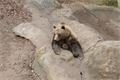 Medvědi v plzeňské ZOO 