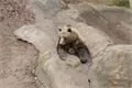 Medvědi v plzeňské ZOO 