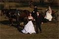 Koně a kočár vás dovezou na svatební obřad 