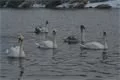Snímek 009