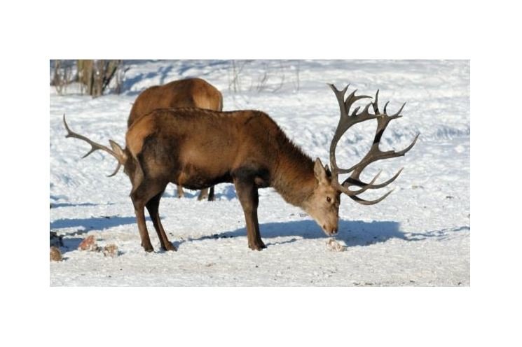 npsumava_jelen npsumava_jelen